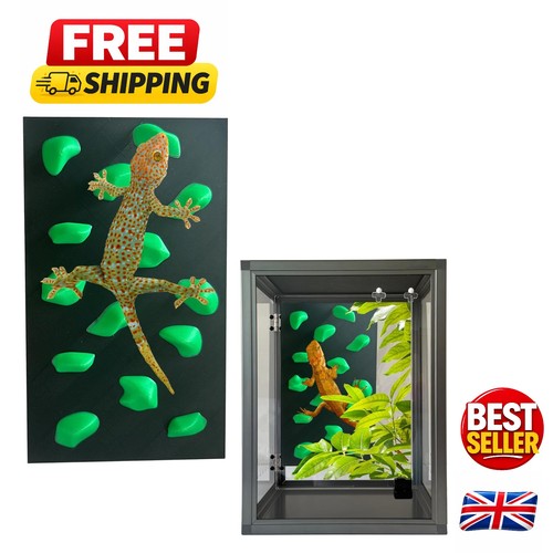 Bearded dragon climbing wall - wall,