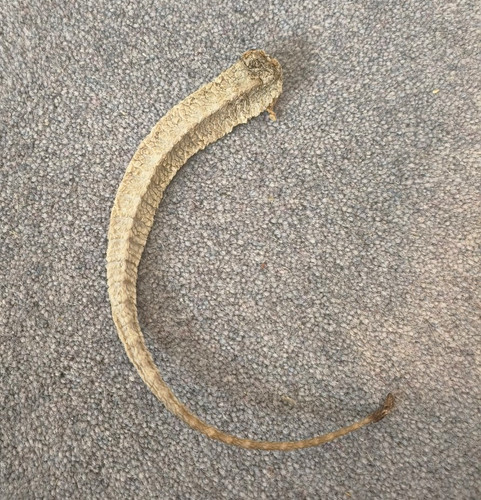 Taxidermy bearded dragon tail - bearded,