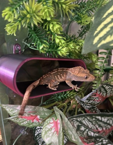 Reptile hide crested - reptile,
