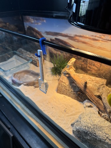 Mini bearded dragon - bearded, poop