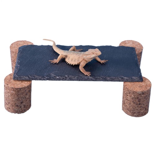 Bearded dragon basking - dragon,