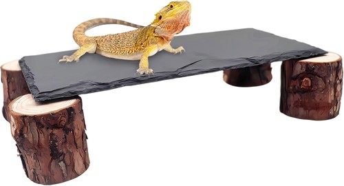 Dnoifne bearded dragon basking - dnoifne,