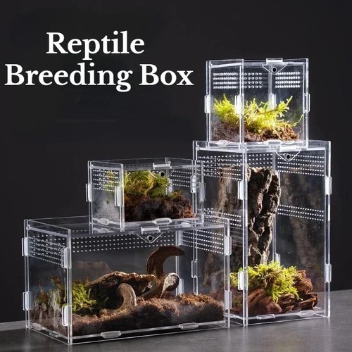 Reptile acrylic transparent - reptile,