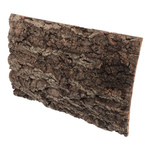 Reptile bark bearded dragon - reptile,