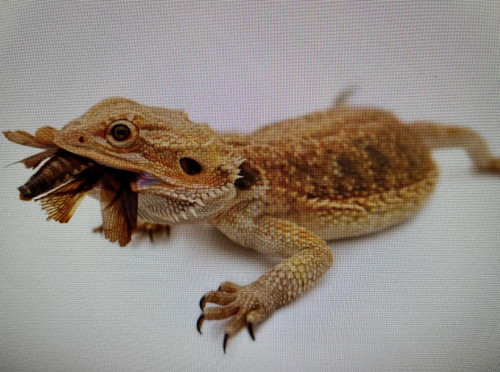 Dubbies bearded dragon - dragon, /