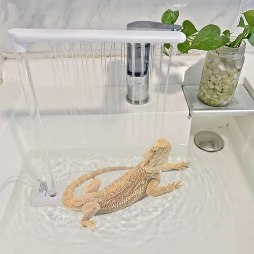 Bearded dragon bath shower - bearded,