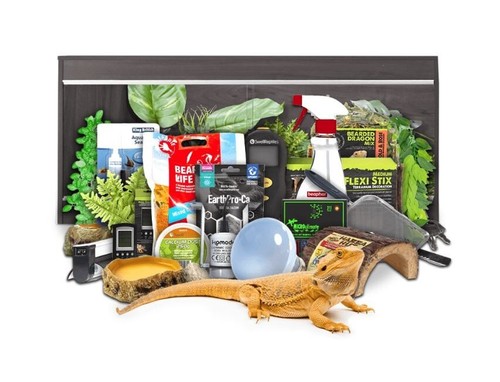 Swell reptiles bearded dragon - reptiles,