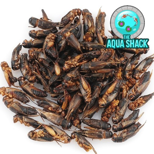 Natural dried crickets - natural,