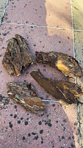 Wood for bearded dragons