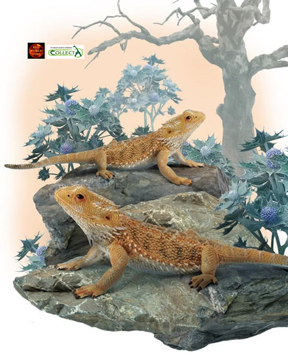 Bearded dragon lizard reptile - bearded,