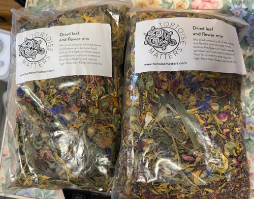 Tortoise premium dried flower - tortoise,