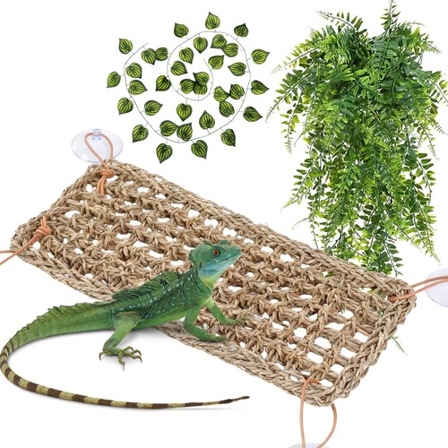 Dhswnng bearded dragon - dhswnng,
