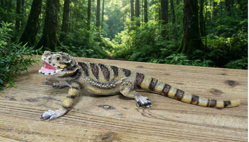 Bearded dragon lizard life - bearded,