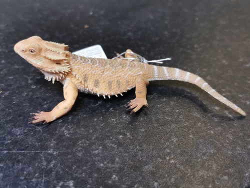 Collect bearded dragon - bearded,
