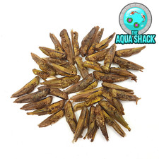 Natural Dried Grasshoppers -