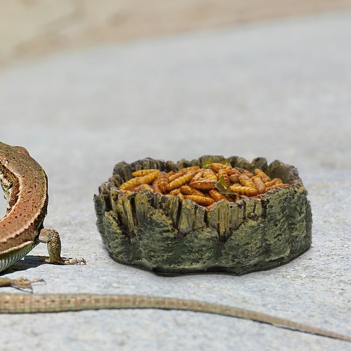 Resin reptile water bowl non - water,