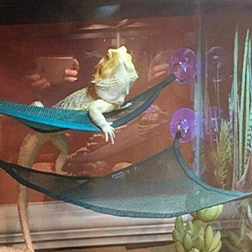 2pcs bearded dragon hammock - bearded,