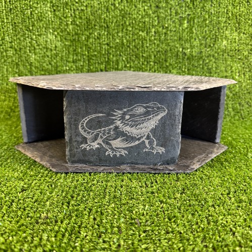 Bearded dragon laser - bearded,