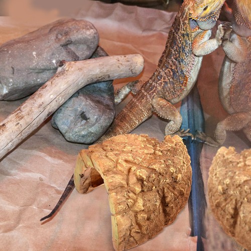 Reptile accessories hiding - reptile,