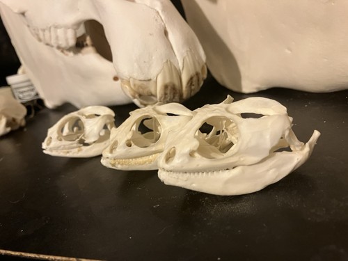 Bearded dragon lizard skull - bearded,