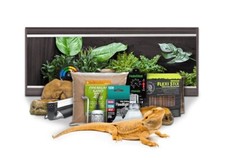 Swell Reptiles Bearded Dragon